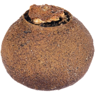 Изображение №1 | Черный чай Citrus в апельсине с маслом лайма