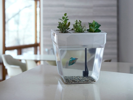 Изображение №5 | Набор для выращивания растений и ухода за рыбкой «Акваферма» (прозрачный, белый)