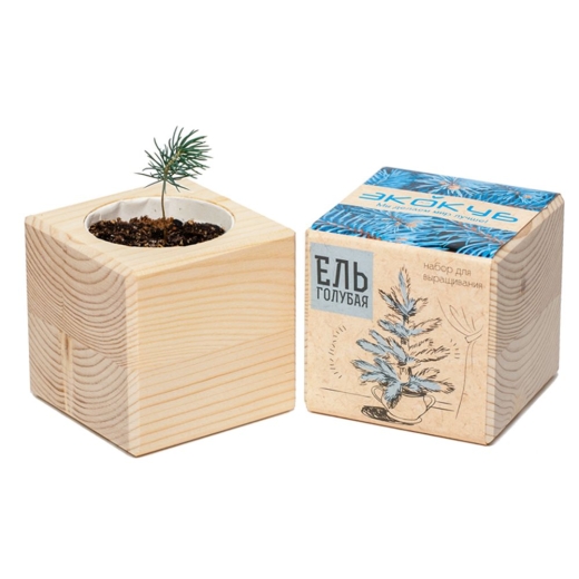 Изображение №3 | Набор для выращивания «Экокуб», ель голубая