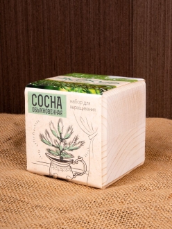 Изображение №4 | Набор для выращивания «Экокуб», сосна