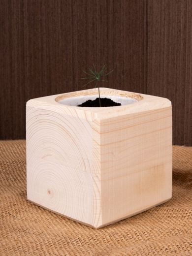 Изображение №8 | Набор для выращивания «Экокуб», сосна