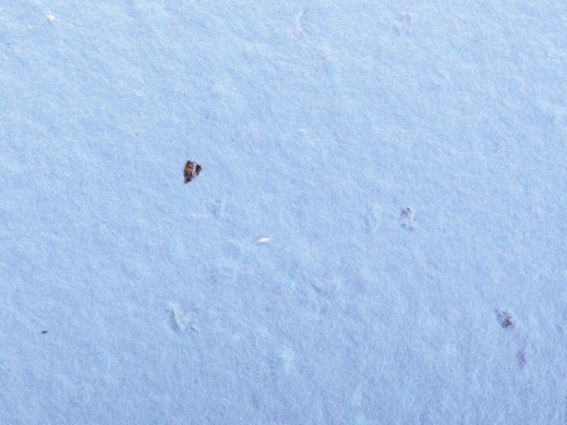 Изображение №7 | Блокнот А6 с бумажным карандашом и семенами цветов микс A6 (синий)